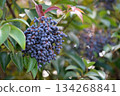 Black berries of Ligustrum orbicularis chinensis 134268841