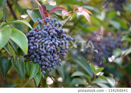 中華女貞(Ligustrum orbicularis chinensis)的黑莓 中華女貞(Ligustrum orbicularis chinensis)的黑莓 134268841