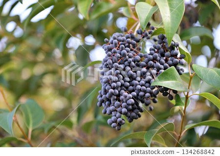 Black berries of Ligustrum orbicularis chinensis Black berries of Ligustrum orbicularis chinensis 134268842