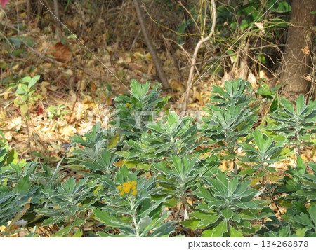 海岸植物海菊的黃色花朵 海岸植物海菊的黃色花朵 134268878