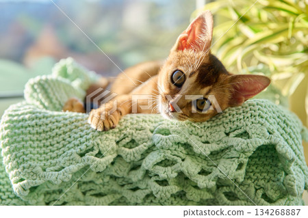Portrait of wild colored Abyssinian cat, playful three month old kitten in a home Portrait of wild colored Abyssinian cat, playful three month old kitten in a home 134268887