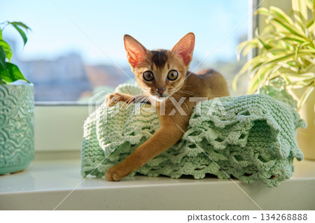Portrait of wild colored Abyssinian cat, playful three month old kitten in a home 134268888
