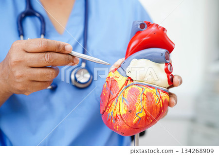 Cardiovascular disease CVD, doctor with heart human model anatomy for treatment patient in hospital. Cardiovascular disease CVD, doctor with heart human model anatomy for treatment patient in hospital. 134268909