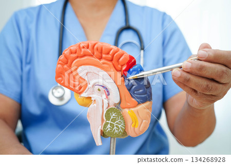 Alzheimer disease, Asian doctor holding brain anatomy model for study diagnosis and treatment in hospital. Alzheimer disease, Asian doctor holding brain anatomy model for study diagnosis and treatment in hospital. 134268928