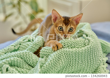 Portrait of wild colored Abyssinian cat, playful three month old kitten in a home 134268943