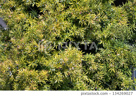 A dogwood tree with lots of fruit A dogwood tree with lots of fruit 134269027