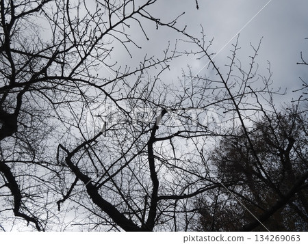 枯樹枝繁葉茂，輪廓分明，仰望著陰沉的冬日天空。 134269063