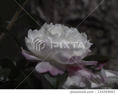 一朵重瓣山茶花，有著美麗的白色和粉紅色漸層。 134269065