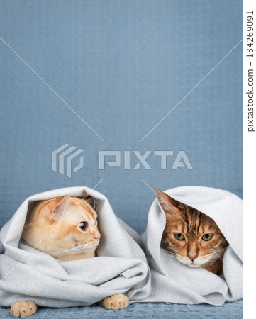 Two cats under a blanket 134269091