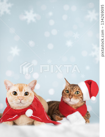 New Years cats dressed as Santa 134269095