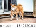 Shiba Inu returning from a walk 134269101