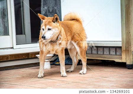 柴犬散步回來 134269101
