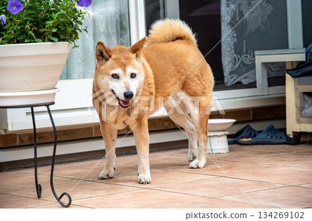 柴犬散步回來 134269102