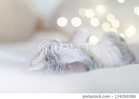 Scottish straight cat lies on his back bokeh from lights in the background. Cat upside down. Close up white cat face. Favorite pets, cat food. Scottish straight cat lies on his back bokeh from lights in the background. Cat upside down. Close up white cat face. Favorite pets, cat food. 134269306