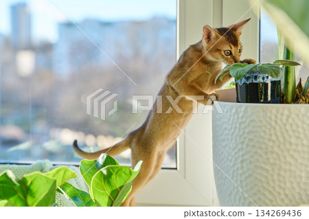 Portrait of wild colored Abyssinian cat, playful three month old kitten in a home Portrait of wild colored Abyssinian cat, playful three month old kitten in a home 134269436