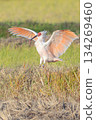 The Japanese crested ibis landing scene 134269460