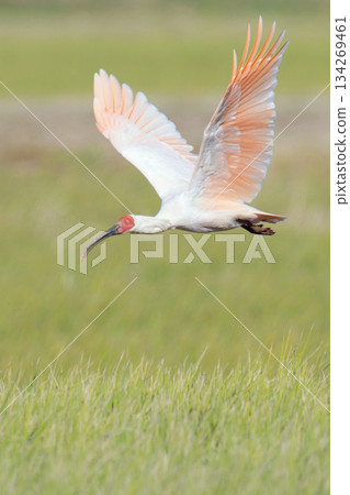 Flight of Tokido Flight of Tokido 134269461