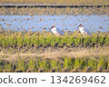 Rural landscape with Japanese crested ibises 134269462