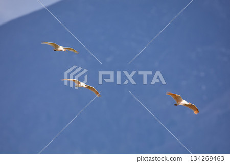 Crested Ibis Gliding in Flight Crested Ibis Gliding in Flight 134269463