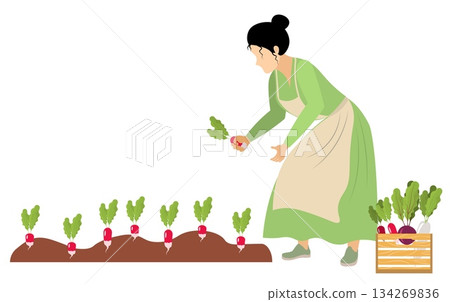 People on a farm. A woman harvests radishes from a garden bed. Agriculture, farm work. Vector, isolated 134269836