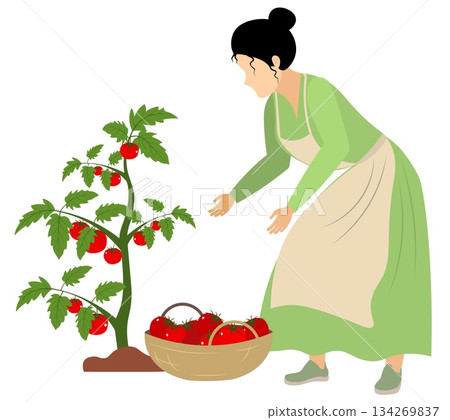 People on a farm. A woman is picking tomatoes. Agriculture, farm work. Vector, isolated People on a farm. A woman is picking tomatoes. Agriculture, farm work. Vector, isolated 134269837