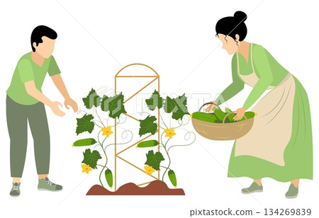 People on a farm. A woman and a man are picking cucumbers. Agriculture, farm work. Vector, isolated People on a farm. A woman and a man are picking cucumbers. Agriculture, farm work. Vector, isolated 134269839