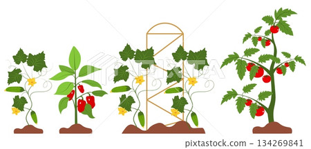 Harvest. Cucumbers, tomatoes and red peppers grow in the garden. Vector, isolated Harvest. Cucumbers, tomatoes and red peppers grow in the garden. Vector, isolated 134269841