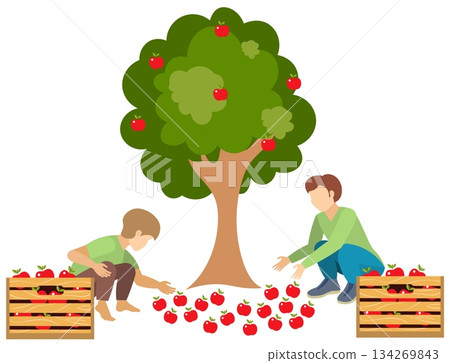 People on a farm. A man and a boy are picking apples under an apple tree.Agriculture, farm work. Vector, isolated People on a farm. A man and a boy are picking apples under an apple tree.Agriculture, farm work. Vector, isolated 134269843