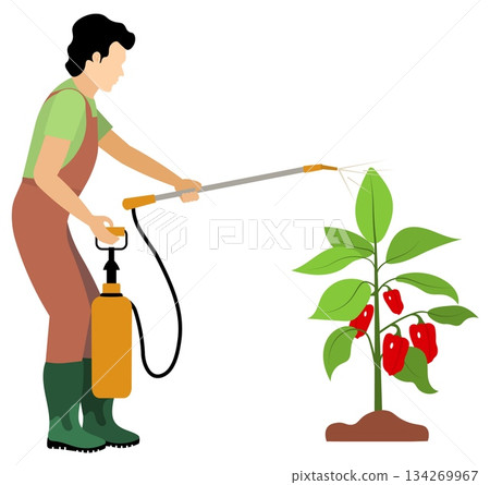 People on a farm. A man sprays pepper. Agriculture, farm work. Vector, isolated People on a farm. A man sprays pepper. Agriculture, farm work. Vector, isolated 134269967