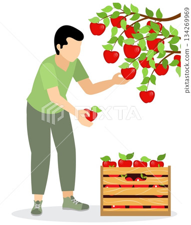 People on a farm. A young man collects apples into a box. Agriculture, farm work. Vector, isolated People on a farm. A young man collects apples into a box. Agriculture, farm work. Vector, isolated 134269969