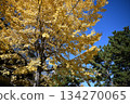 Honmoku City Park Autumn leaves 134270065