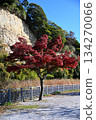 Honmoku City Park Autumn leaves 134270066