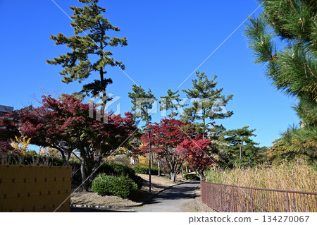 本牧市公園秋葉 134270067