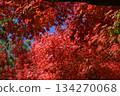 Honmoku City Park Autumn leaves 134270068