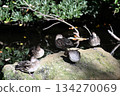 Honmoku City Park Ducks 134270069