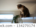 Curious fluffy calico cat sitting on kitchen cabinet under ceiling and looking outside window. 134270174
