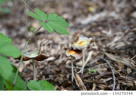 A small mushroom nestled next to a piece of rotten wood A small mushroom nestled next to a piece of rotten wood 134270344