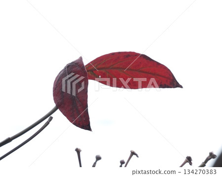 A close-up of the vibrant autumn leaves and winter buds of a dogwood tree against a white background A close-up of the vibrant autumn leaves and winter buds of a dogwood tree against a white background 134270383