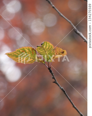 A close-up of cherry blossom leaves beginning to change color with a fantastic red bokeh in the background 134270389