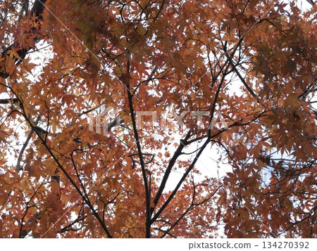 明亮的橘色楓葉和枝條鋪滿大地,映襯著皚皚白雪。 明亮的橘色楓葉和枝條鋪滿大地,映襯著皚皚白雪。 134270392