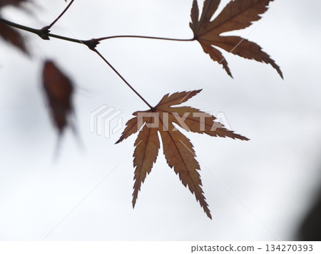 Silhouette and close-up of reddish-brown maple leaves and branches in late autumn against a white background Silhouette and close-up of reddish-brown maple leaves and branches in late autumn against a white background 134270393