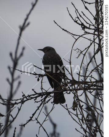 A close-up of the silhouette and profile of a brown-eared bulbul perched on a dead branch in winter against a cloudy sky A close-up of the silhouette and profile of a brown-eared bulbul perched on a dead branch in winter against a cloudy sky 134270395