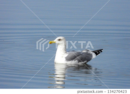 銀鷗在池塘裡游泳 銀鷗在池塘裡游泳 134270423