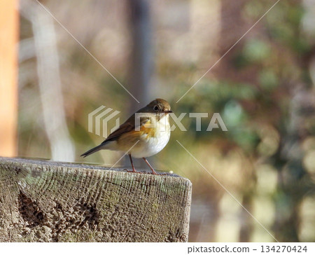 一隻雌性藍白姬鶲棲息在一塊木頭上 一隻雌性藍白姬鶲棲息在一塊木頭上 134270424