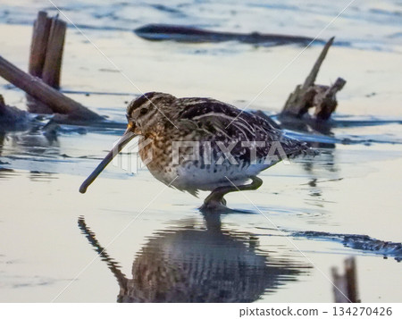 Common snipe foraging in a lotus root field 134270426