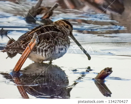 Common snipe foraging in a lotus root field 134270427