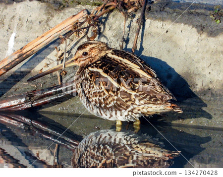 A Common Snipe standing in a flooded field A Common Snipe standing in a flooded field 134270428