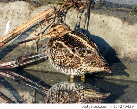 A Common Snipe standing in a flooded field A Common Snipe standing in a flooded field 134270429