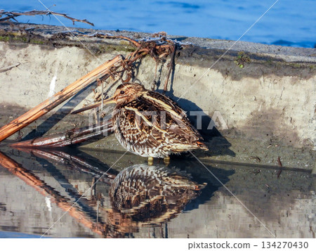 A Common Snipe standing in a flooded field A Common Snipe standing in a flooded field 134270430