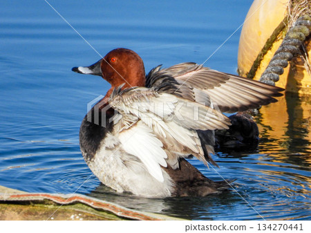 A male Common Pochard flapping its wings A male Common Pochard flapping its wings 134270441